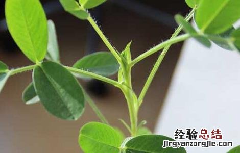 怎么种花生最好 盆栽花生怎么种才好