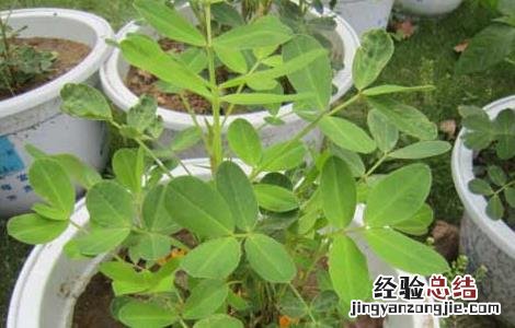 怎么种花生最好 盆栽花生怎么种才好