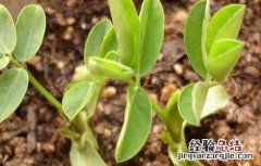 怎么种花生最好 盆栽花生怎么种才好