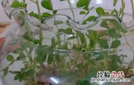怎么种花生最好 盆栽花生怎么种才好