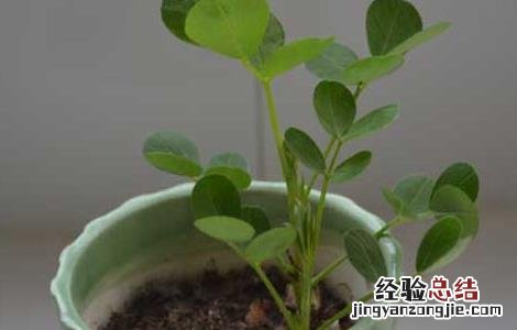 怎么种花生最好 盆栽花生怎么种才好