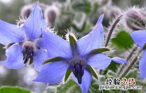 琉璃苣的种植方法和注意事项 琉璃苣的种植技术