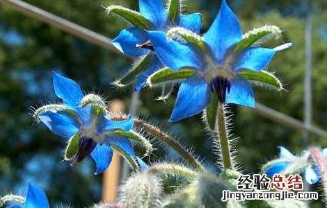 琉璃苣的种植方法和注意事项 琉璃苣的种植技术