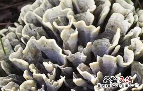 干巴菌怎么保存 干巴菌怎么保存一年