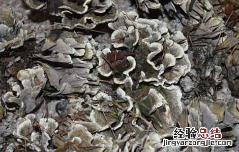 干巴菌怎么保存 干巴菌怎么保存一年