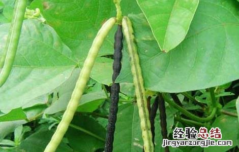 绿豆什么时间种植 绿豆什么时间种植最合适