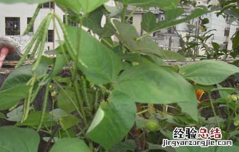 绿豆什么时间种植 绿豆什么时间种植最合适