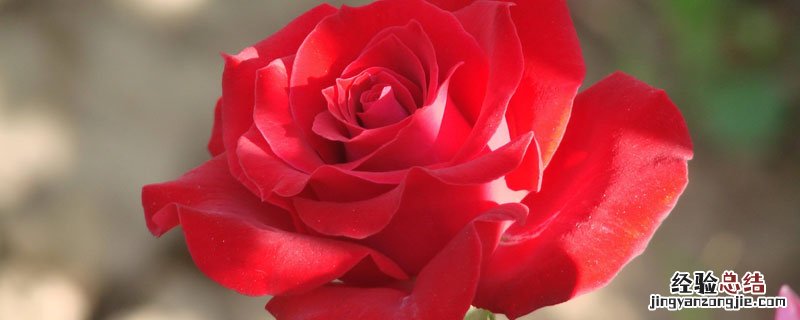 月季自制有机肥 自制月季花肥