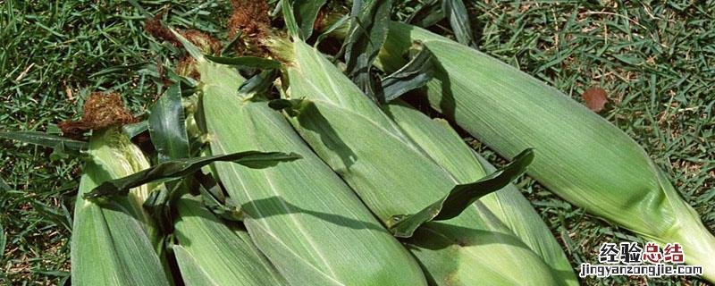 硝磺莠去津使用方法 硝磺莠去津的作用