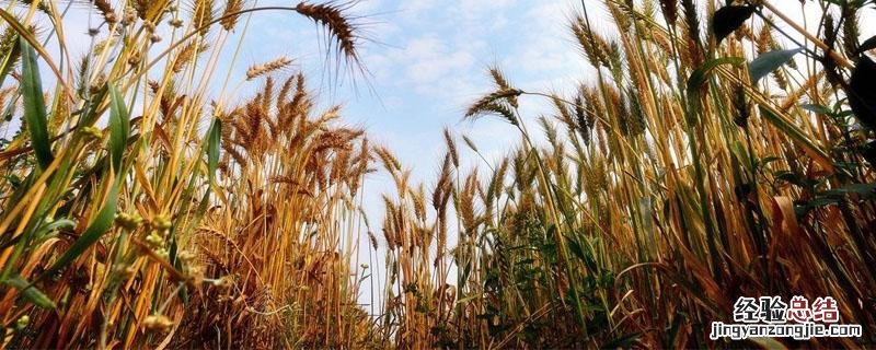 禾丰3号小麦品种特性 禾丰3号麦种产量多少