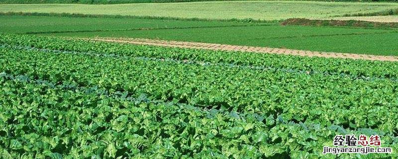 磷酸二氢钾加代森锰锌混用有药害吗 磷酸二氢钾加代森锰锌