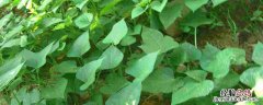 红薯除草剂禾阔双除 红薯除草剂禾阔双除几天草就死了