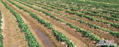 红薯地除草用什么除草剂最好 红薯地除草用什么除草剂
