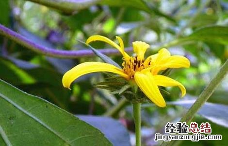 洋姜的种植技术 洋姜的种植技术方法