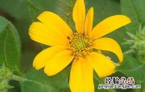 洋姜的种植技术 洋姜的种植技术方法