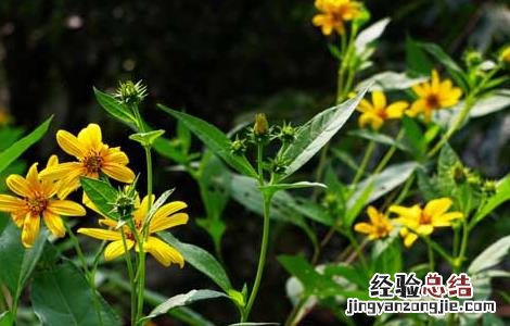 洋姜的种植技术 洋姜的种植技术方法