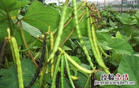 绿豆高产栽培技术有哪些 绿豆高产栽培技术