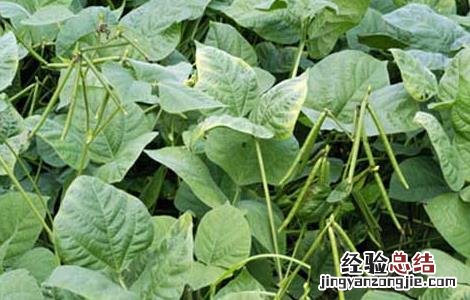 绿豆高产栽培技术有哪些 绿豆高产栽培技术
