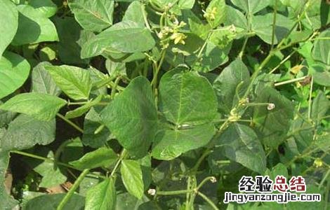 绿豆高产栽培技术有哪些 绿豆高产栽培技术