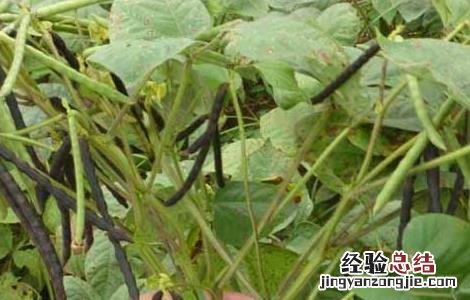 绿豆高产栽培技术有哪些 绿豆高产栽培技术