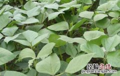 绿豆高产栽培技术有哪些 绿豆高产栽培技术