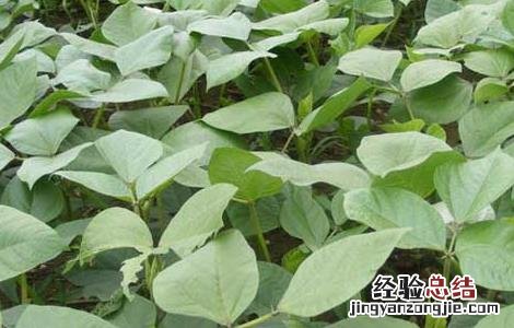绿豆高产栽培技术有哪些 绿豆高产栽培技术