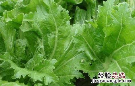 芥兰菜种子怎么种 芥菜种子怎么种