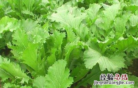 芥兰菜种子怎么种 芥菜种子怎么种