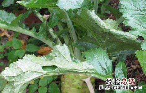 芥兰菜种子怎么种 芥菜种子怎么种