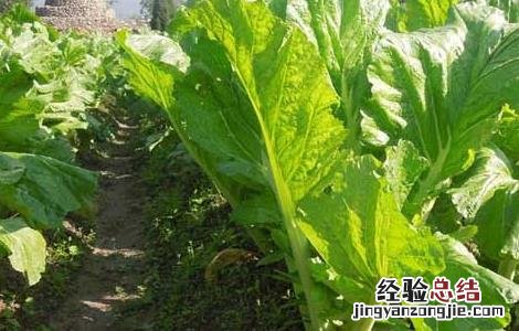 芥兰菜种子怎么种 芥菜种子怎么种