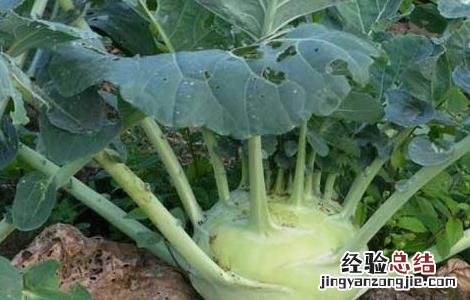 芥兰菜种子怎么种 芥菜种子怎么种