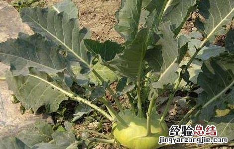 芥兰菜种子怎么种 芥菜种子怎么种