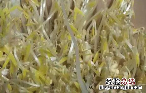 绿豆芽怎么发才好吃 绿豆芽怎么发才好