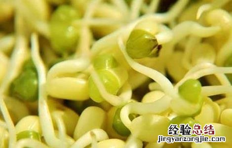 绿豆芽怎么发才好吃 绿豆芽怎么发才好
