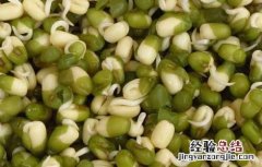 绿豆芽怎么发才好吃 绿豆芽怎么发才好