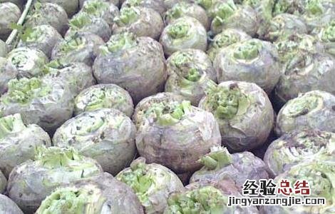 芥菜疙瘩种植技术 芥菜疙瘩种植技术和管理
