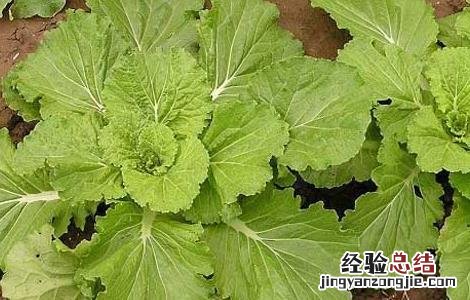 芥菜疙瘩种植技术 芥菜疙瘩种植技术和管理