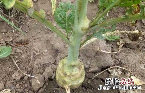芥菜疙瘩种植技术 芥菜疙瘩种植技术和管理
