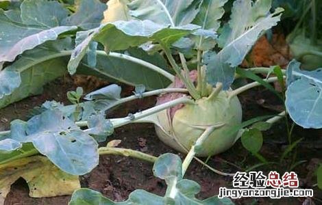 芥菜疙瘩种植技术 芥菜疙瘩种植技术和管理