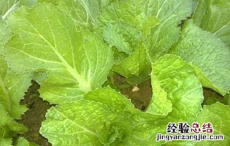 芥菜什么时候种植 芥菜适合什么时候种植