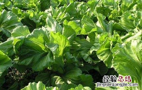 芥菜什么时候种植 芥菜适合什么时候种植