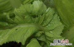 芥菜什么时候种植 芥菜适合什么时候种植