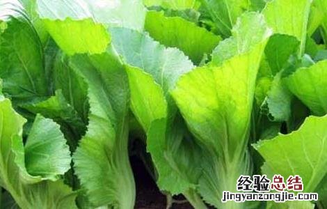 芥菜是什么菜图片大全 芥菜是什么菜