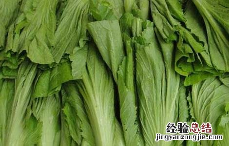 芥菜是什么菜图片大全 芥菜是什么菜
