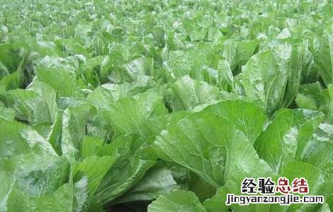 芥菜是什么菜图片大全 芥菜是什么菜