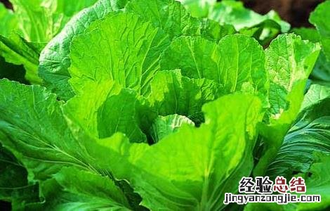 芥菜是什么菜图片大全 芥菜是什么菜