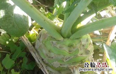 芥菜是什么菜图片大全 芥菜是什么菜