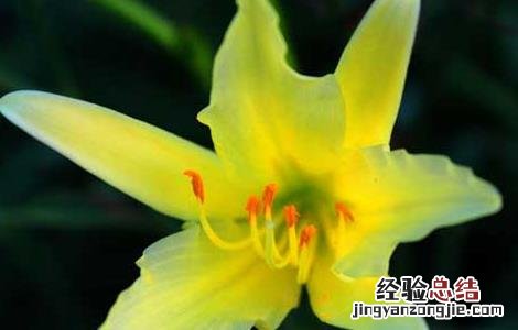 黄花菜种子怎么种?出芽快 黄花菜种子怎么种