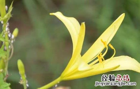 黄花菜种子怎么种?出芽快 黄花菜种子怎么种