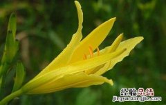 黄花菜种子怎么种?出芽快 黄花菜种子怎么种